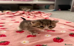 Mixed Breed cats for sale: Female kittens  - Image 1