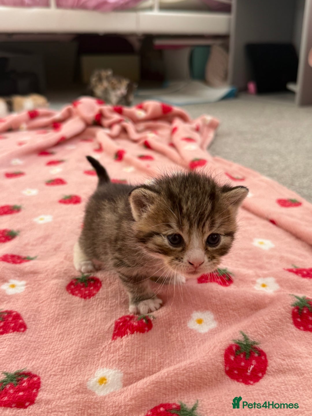Mixed Breed cats for sale: Female kittens  - Image 1