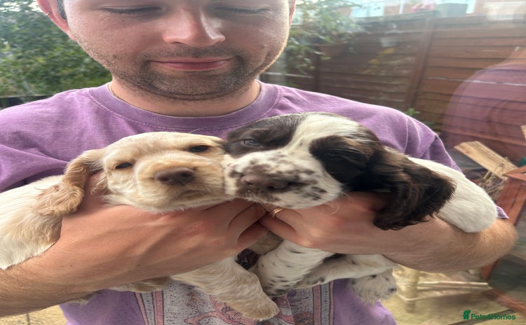 Cocker Spaniel dogs - Advert 2