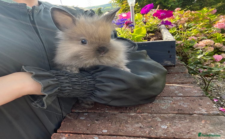 Lionhead rabbits - Advert 3