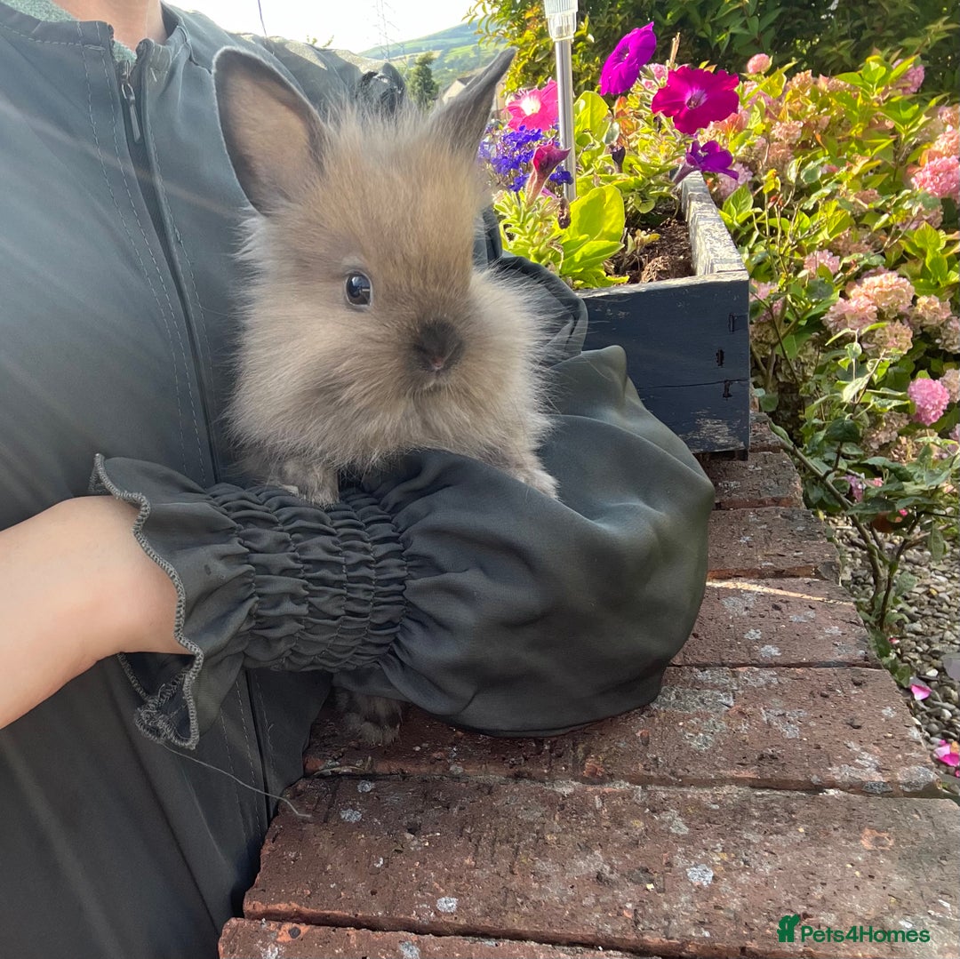 Lionhead rabbits for sale: 8 week lionhead doe  - Image 1