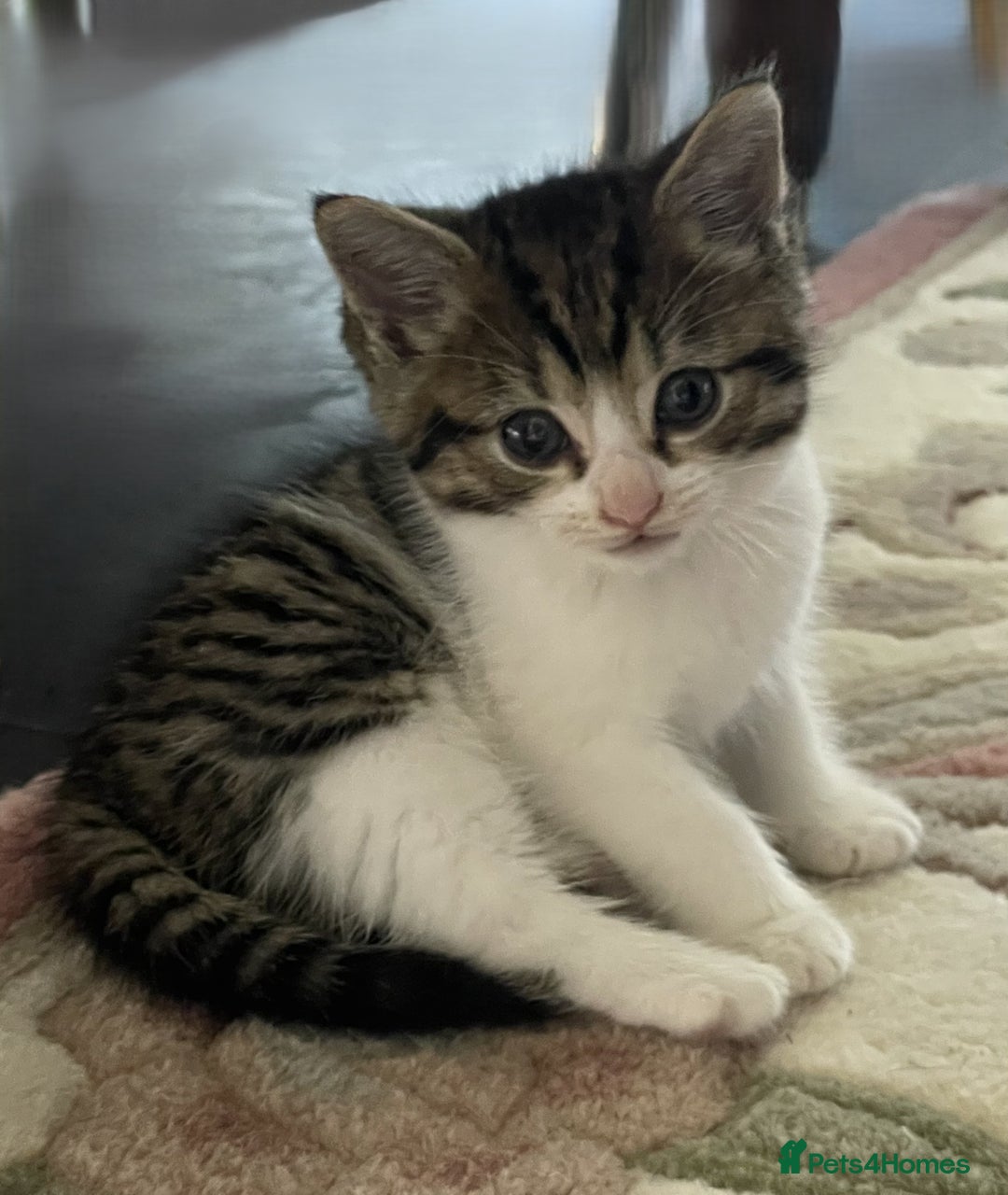 Mixed Breed cats for sale: 4 Sweet tempered kittens looking for loving homes - Image 3
