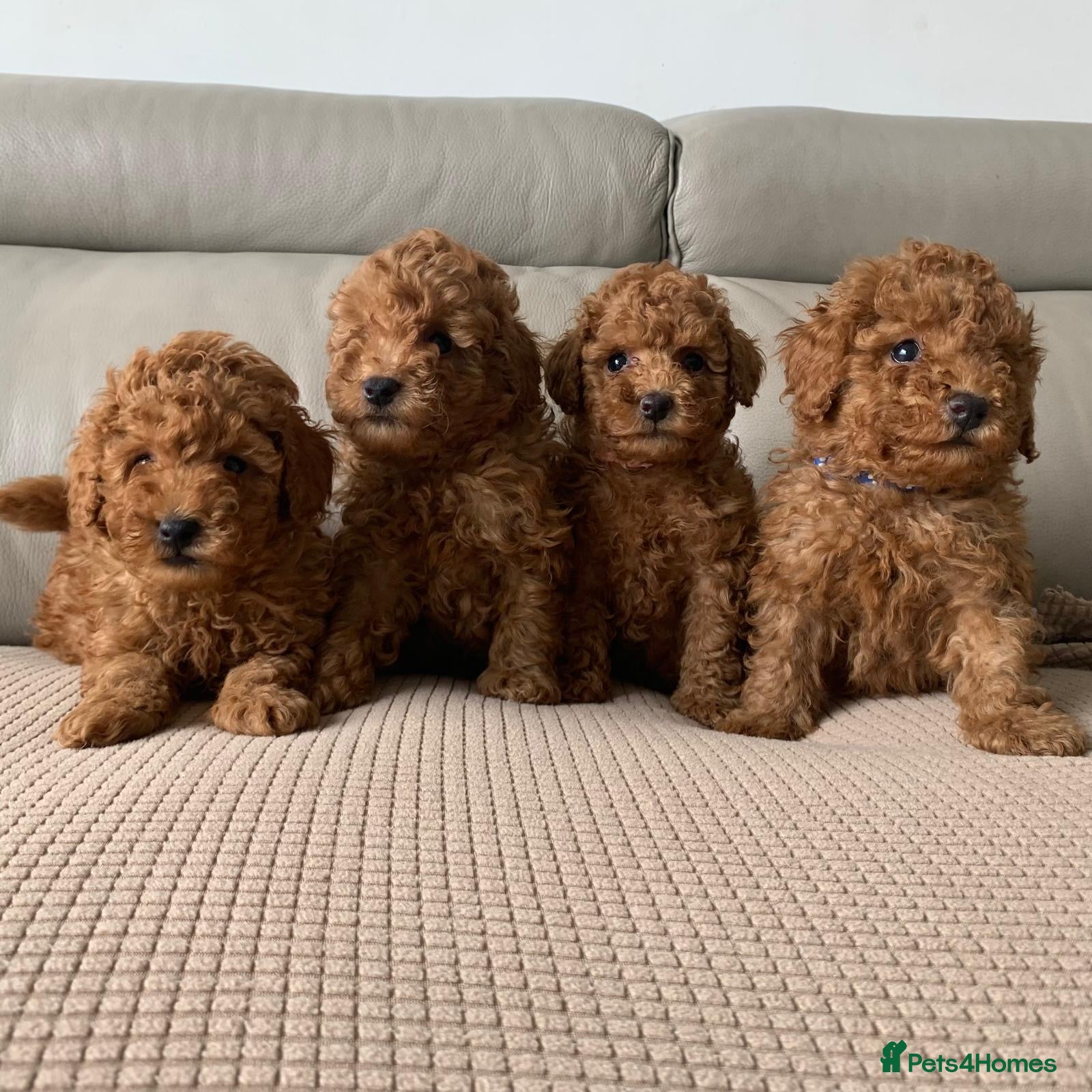 Toy Poodle dogs Fully health tested Toy poodle puppies  - Advert 2