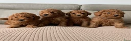Toy Poodle dogs for sale: Fully health tested Deep Red Toy poodle puppies  - Advert 2