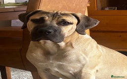 Boerboel dogs for sale: Exceptional Young Boerboel – Powerful Guardian - Advert 1