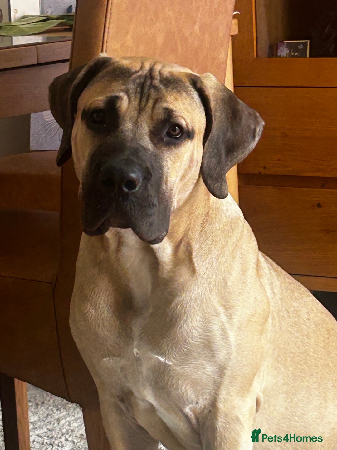 Boerboel dogs for sale: Exceptional Young Boerboel – Powerful Guardian - Advert 1