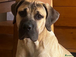 Boerboel dogs Exceptional Young Boerboel – Powerful Guardian - Advert 1