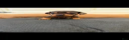 Dachshund dogs for sale: Stunning dachshund babies  - Advert 19