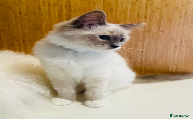 Ragdoll cats - Advert 14