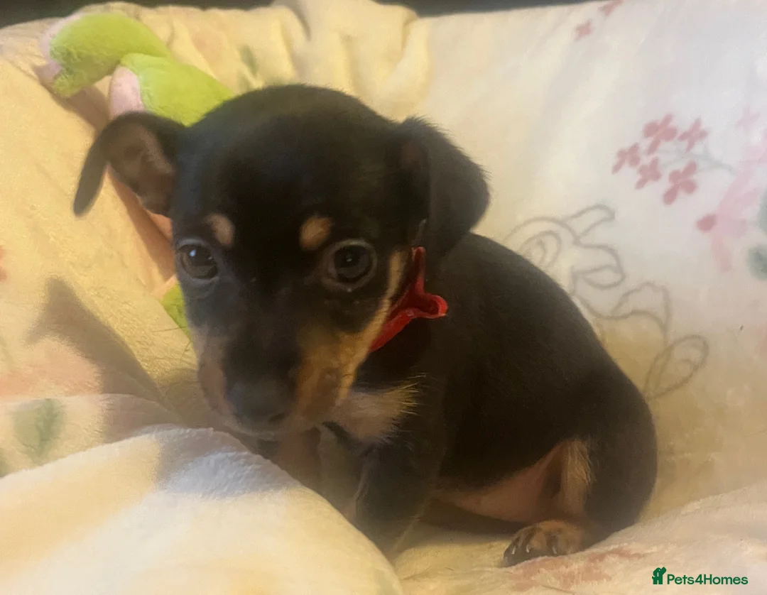 Jack Russell dogs for sale: Miniature rare natural bobtailed jack Russells - Advert 14