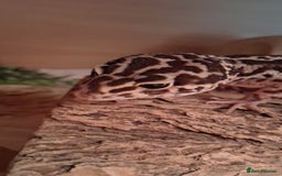 Leopard Gecko reptiles for sale: Male leopard gecko - Image 6