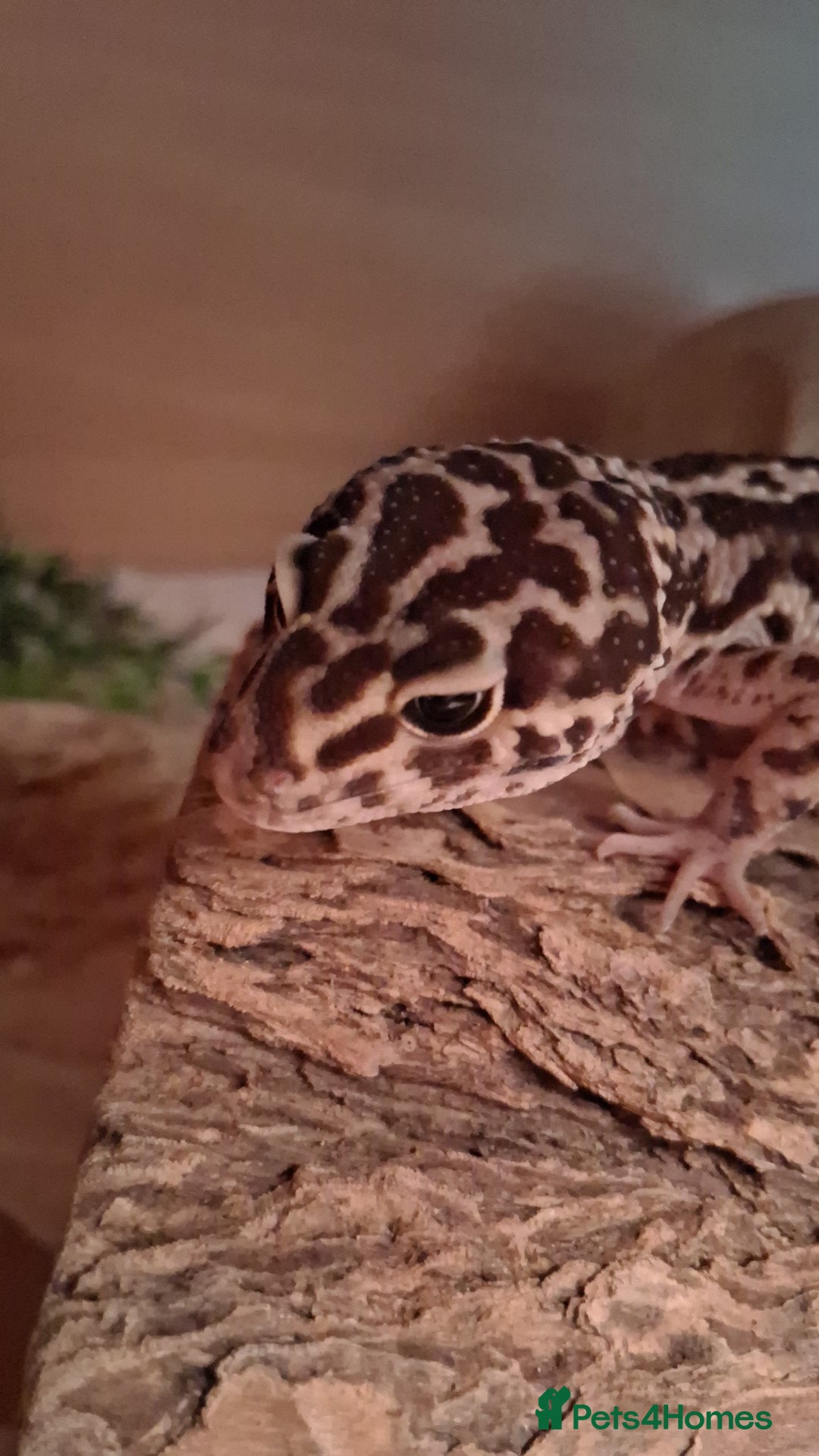 Leopard Gecko reptiles for sale: Male leopard gecko - Image 6