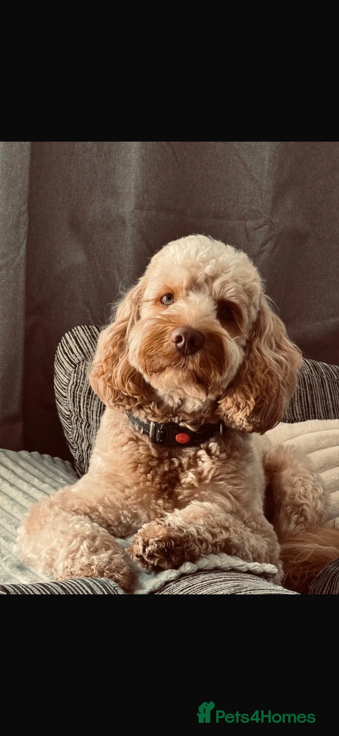Cockapoo dogs for stud: Male Cockapoo for Studding  - Advert 2