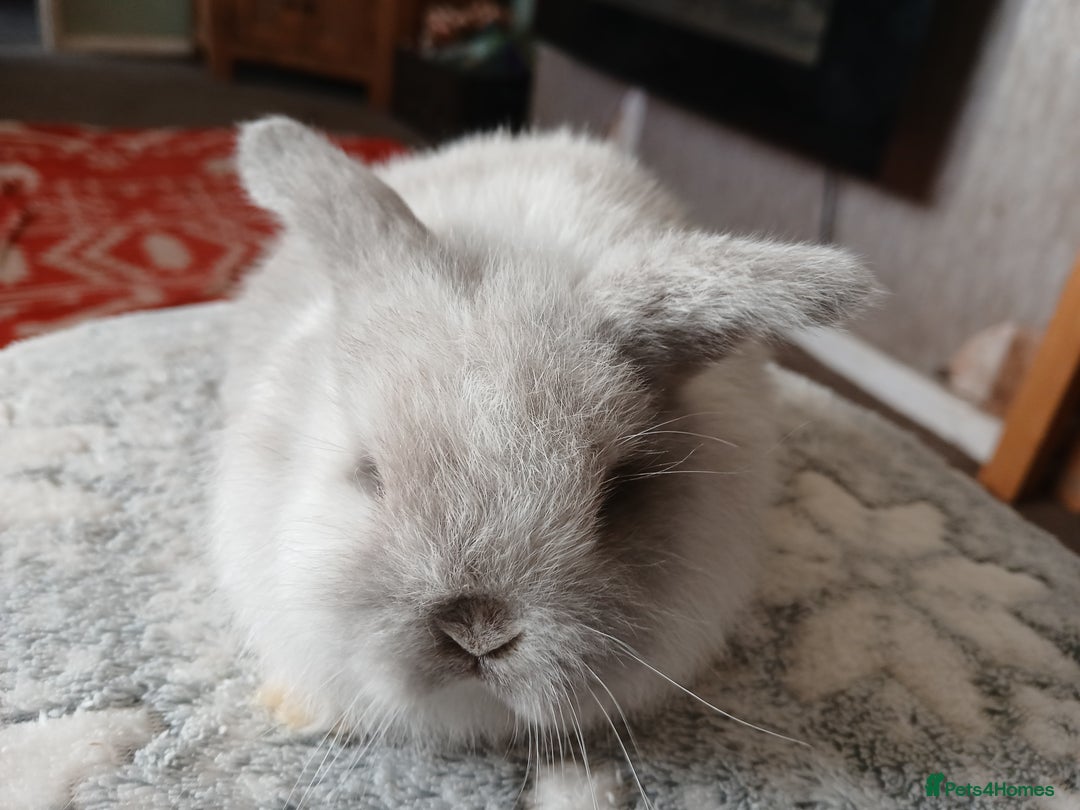 Mini Lop rabbits for sale: Stunning pure bred mini lops RTR - Advert 2