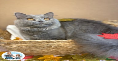 British Longhair cats - Advert 7