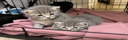 Bengal cats for sale: Twin Girl Bengal × Nebelung Kittens Ready Now in Brentford - Advert 8