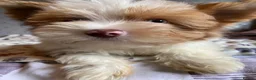 Yorkshire Terrier dogs for sale: Colourful Yorkshire terrier - Advert 5
