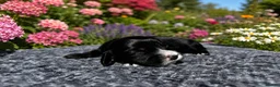 Cocker Spaniel dogs for sale: Stunning Working Cocker Spaniels  - Advert 31