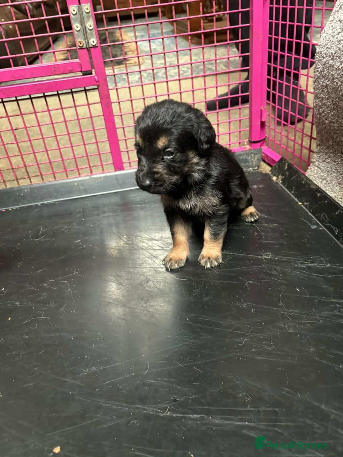 Golden Shepherd dogs Golden Shepherd puppies for sale!!  - Advert 2