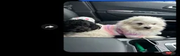 Shihpoo dogs for sale: ShihPoo Puppies — Ready Now! 🐾 in Ilford - Advert 2