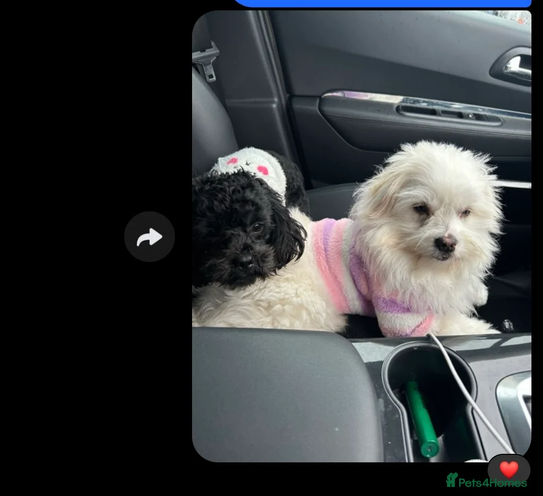 Shihpoo dogs for sale: ShihPoo Puppies — Ready Now! 🐾 in Ilford - Advert 2