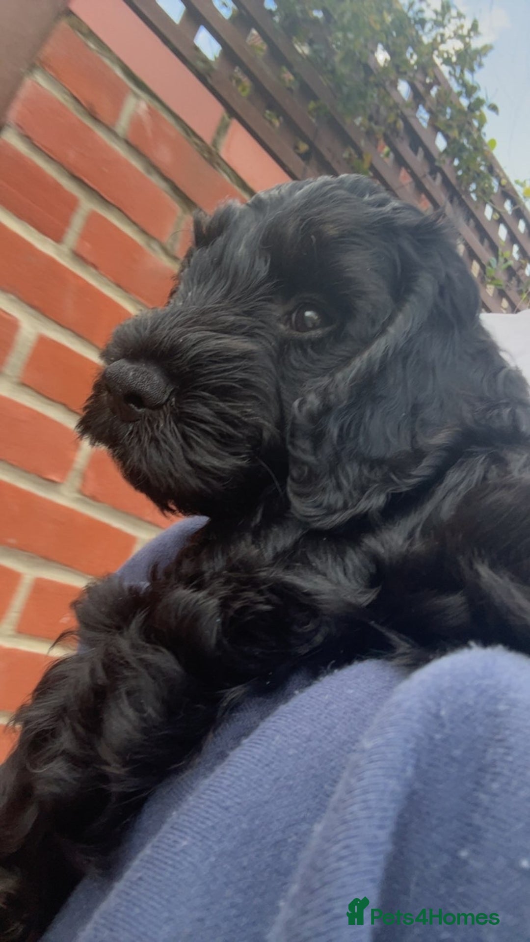 Cockapoo dogs for sale: F2 cockapoo for sale (black male left)  - Advert 3