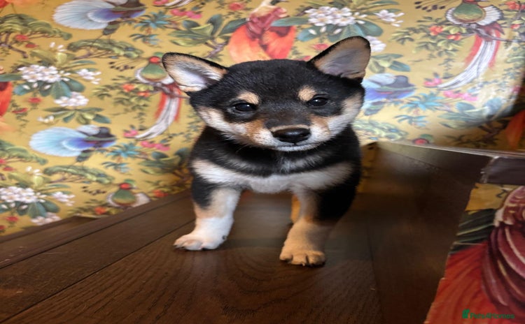 Japanese Shiba Inu dogs - Advert 2