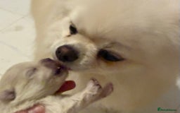Pomeranian dogs for sale: 3 Beautiful small white Pomeranian pups  - Image 4