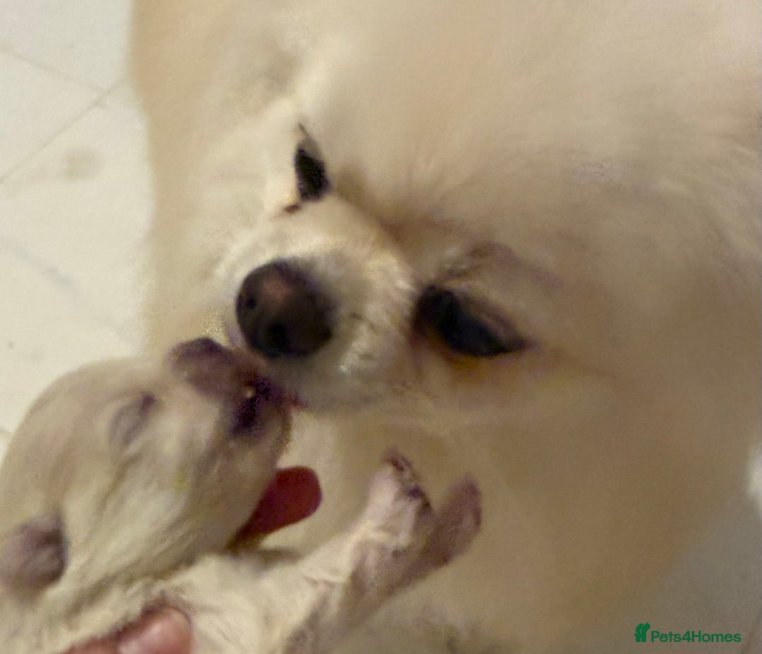 Pomeranian dogs for sale: 3 Beautiful small white Pomeranian pups  - Image 4