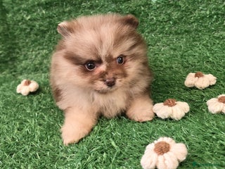 Pomeranian dogs 8 WEEKS OLD Lavender Lilac Chocolate merles💜 - Advert 2