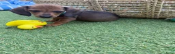 Miniature Dachshund dogs for sale: Super small and lovely - Mini dachshund  in Northampton - Advert 9