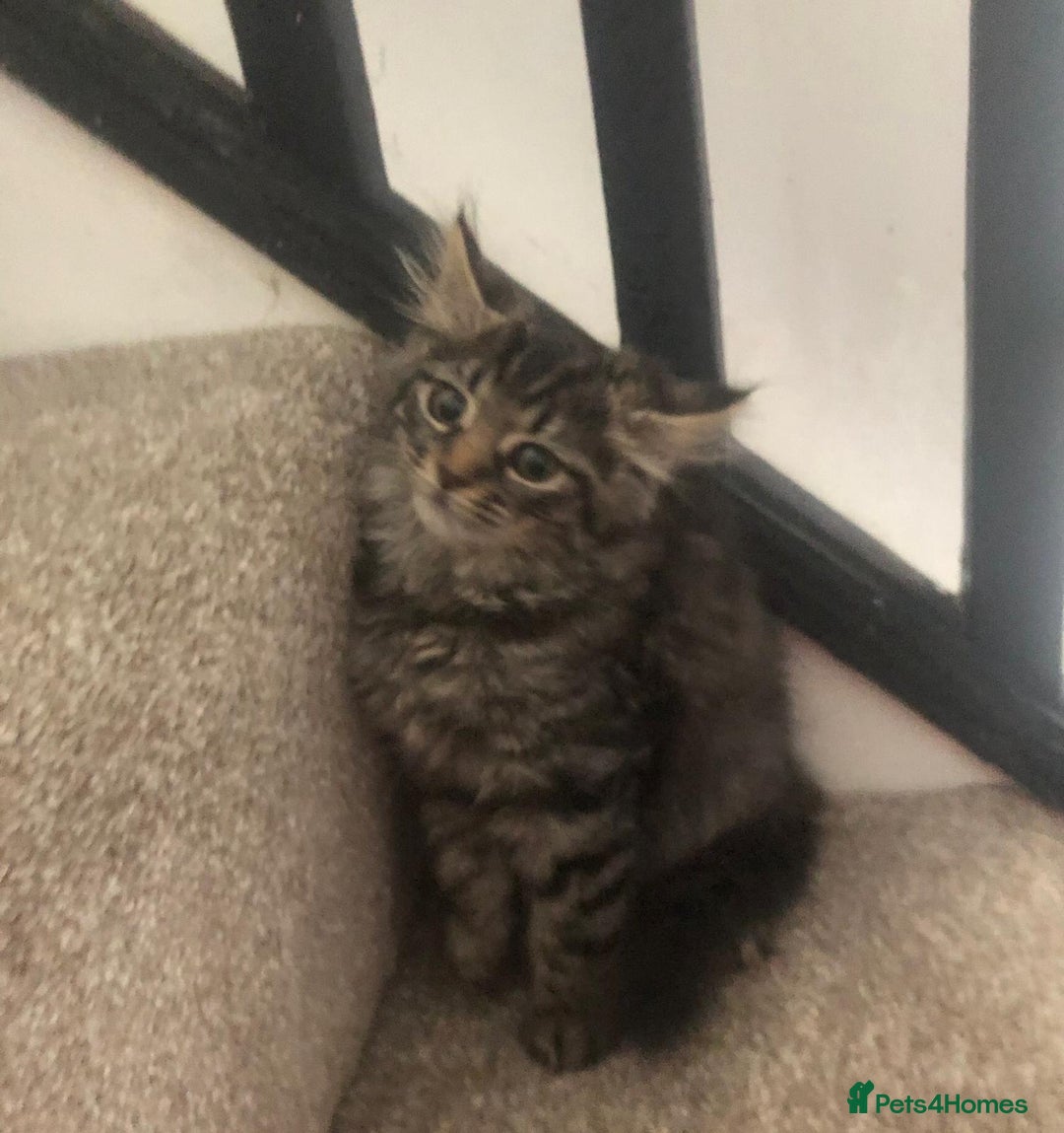 Mixed Breed cats for sale: Gorgeous Tabby Girl Kittens Ready  - Image 9