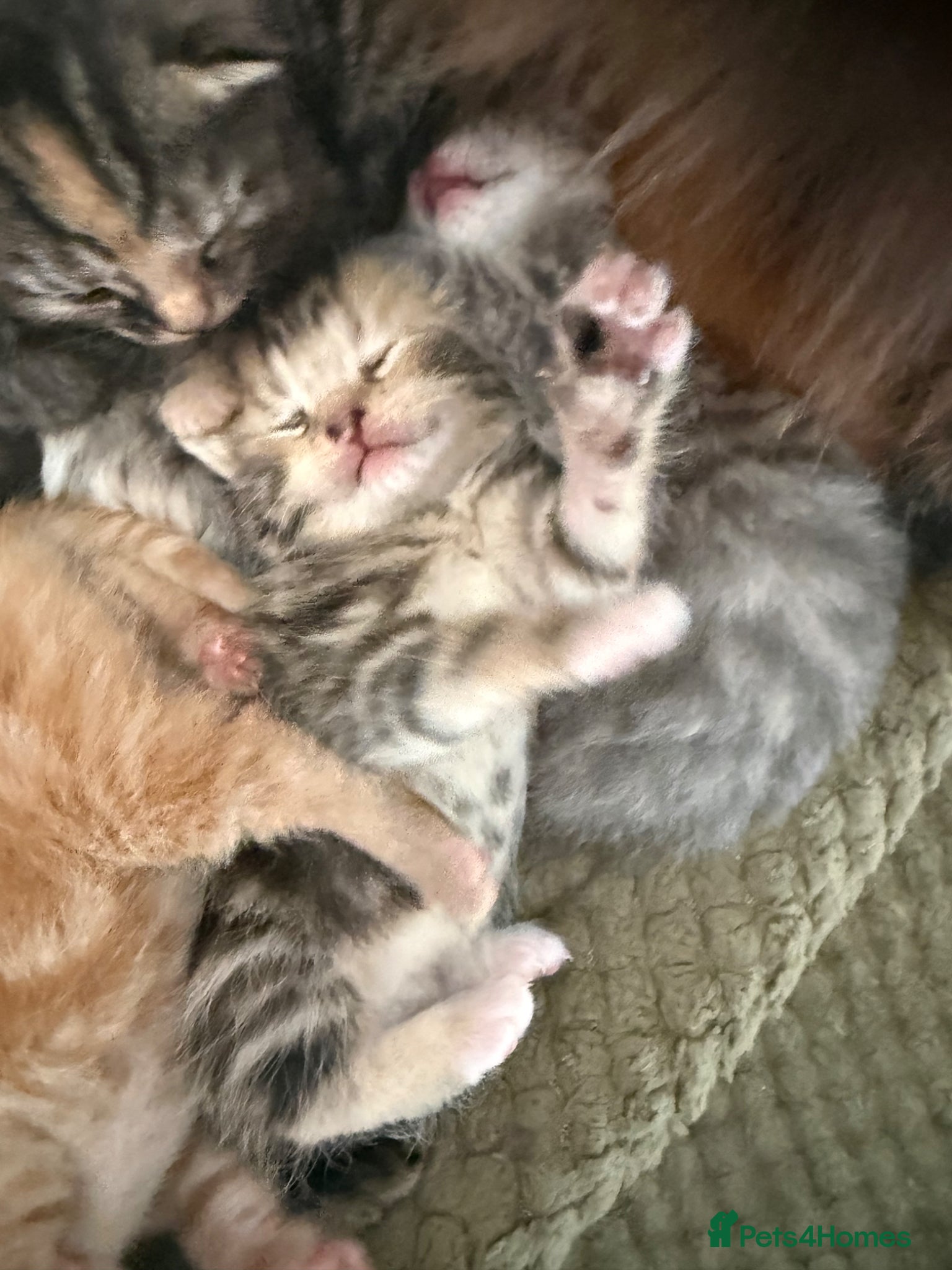 Mixed Breed cats 8 fluffy kittens looking for forever home - Advert 1