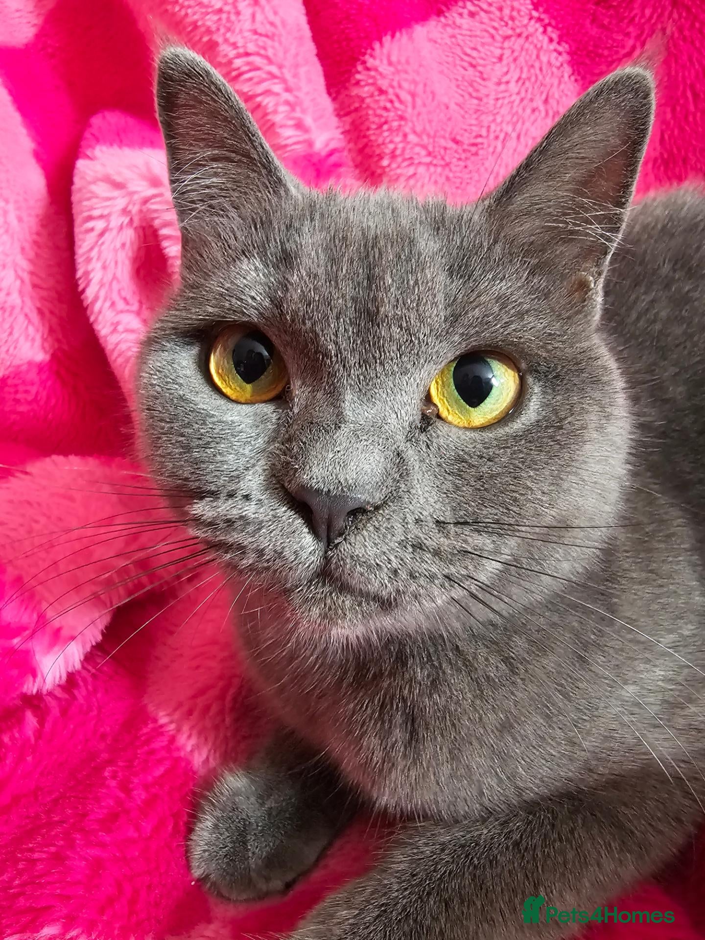 British Shorthair cats ✨️Sweet Silver Blue BSH kittens. ✨️ - Advert 14
