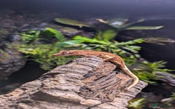 Gecko reptiles for sale: Red Phantom Lilly White (Baby) - Advert 3