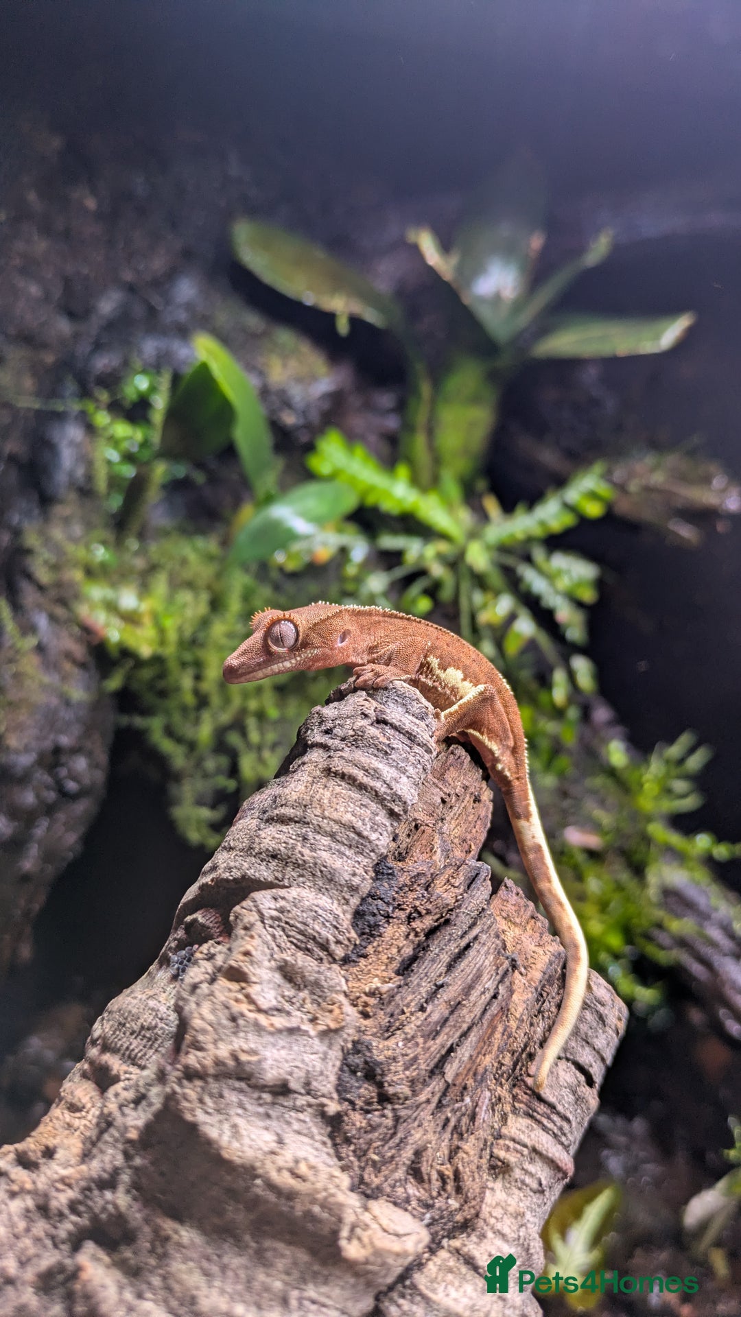 Gecko reptiles for sale: Red Phantom Lilly White (Baby) - Advert 3