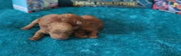 Maltipoo dogs for sale: 4 Maltipoo Puppies - 2 Apricot Girls & 2 Red Boys - Advert 14