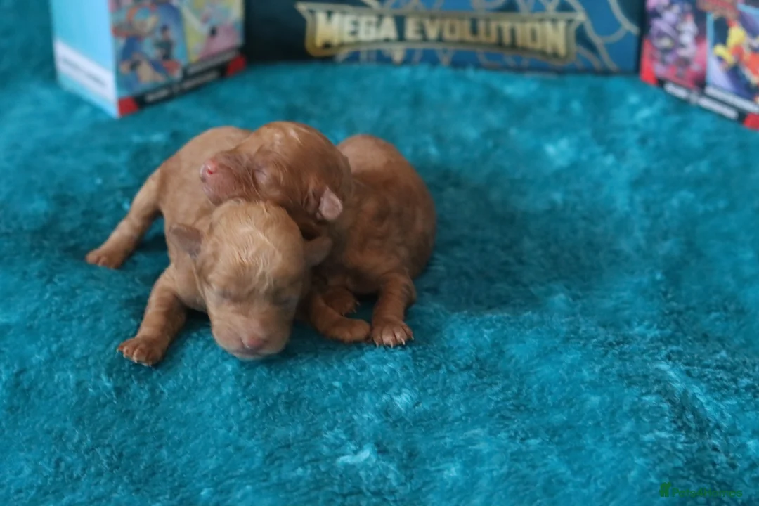 Maltipoo dogs for sale: 4 Maltipoo Puppies - 2 Apricot Girls & 2 Red Boys - Advert 14