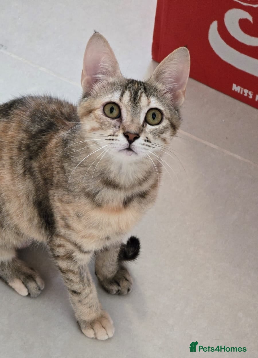 Mixed Breed cats [Indoors Only] Noxie - A bundle of joy and energy! - Advert 2