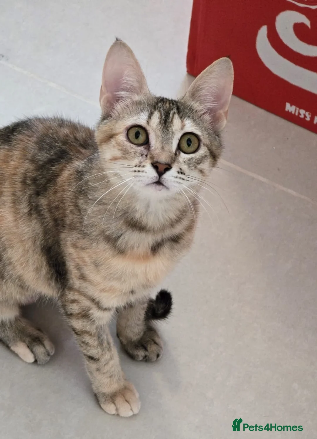 Mixed Breed cats for adoption: [Indoors Only] Noxie - A bundle of joy and energy! - Advert 2