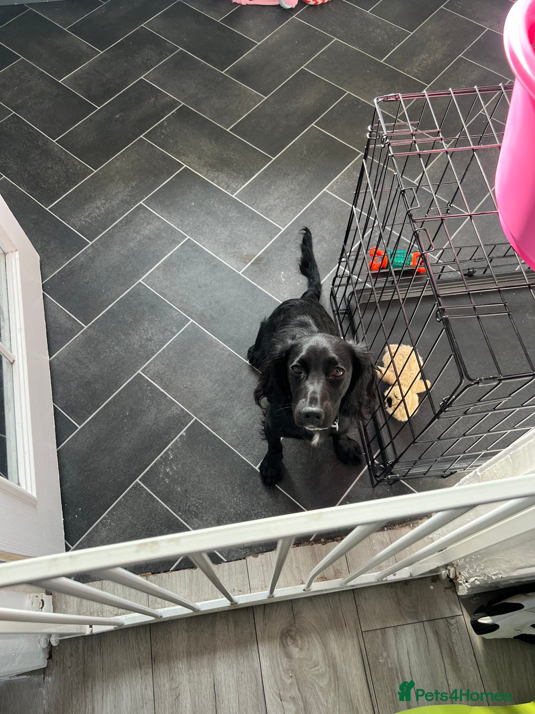 Cocker Spaniel dogs for sale: Female working cocker spaniel  - Image 2