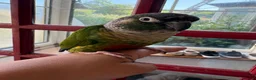 Conures birds for sale: Pair of conures looking for a new home in Bideford - Advert 5