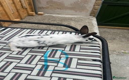 English Spot rabbits for sale: 3 (8weeks old) Beautiful baby Rabbits for Sale - Image 13