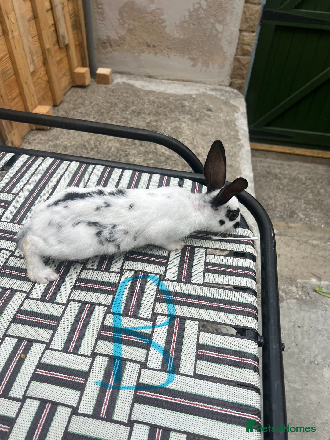 English Spot rabbits for sale: 3 (8weeks old) Beautiful baby Rabbits for Sale - Image 13