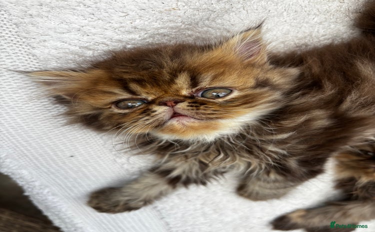 Persian cats - Advert 1