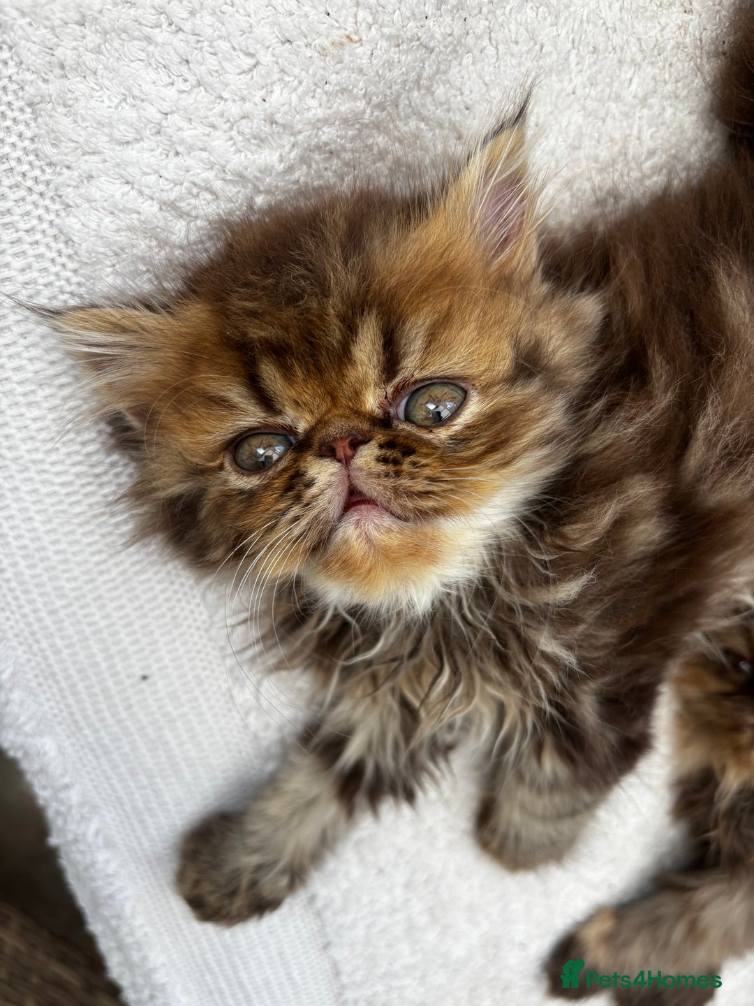 Persian cats for sale: Persian Kittens - Image 1