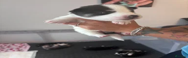 Siberian Husky 1