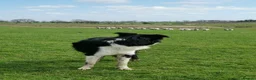Border Collie dogs for stud: STUD Black and White Border Collie Boy  in Bingley - Advert 3