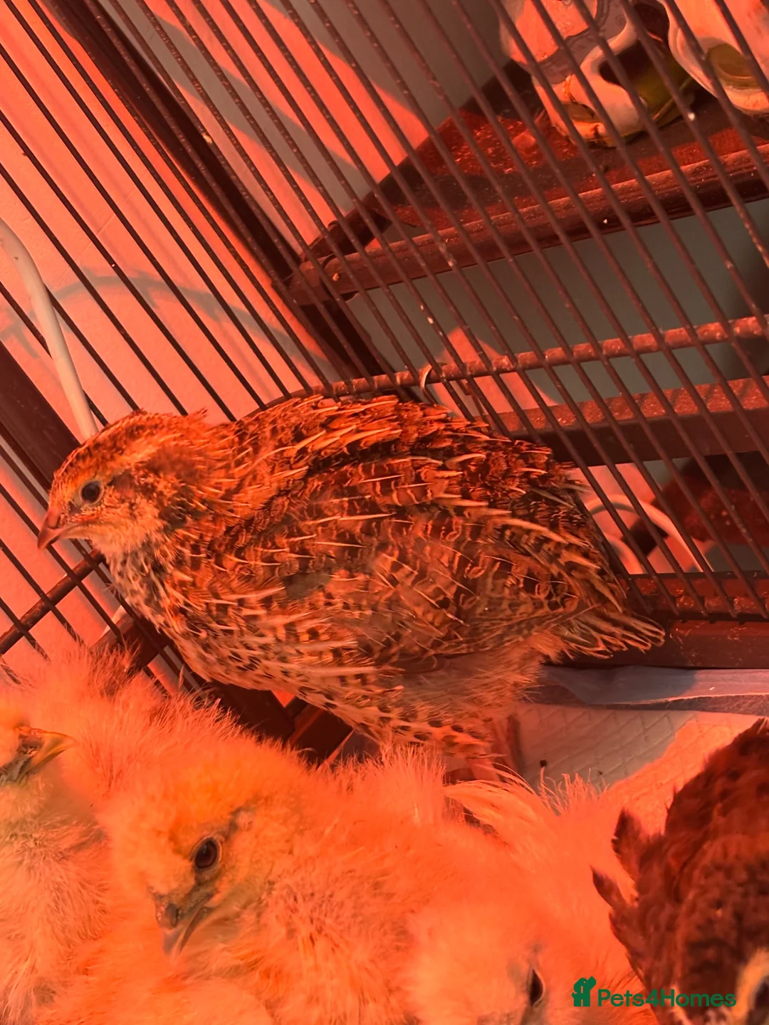 Quail poultry for sale: Male Coturnix Quail  - Advert 3