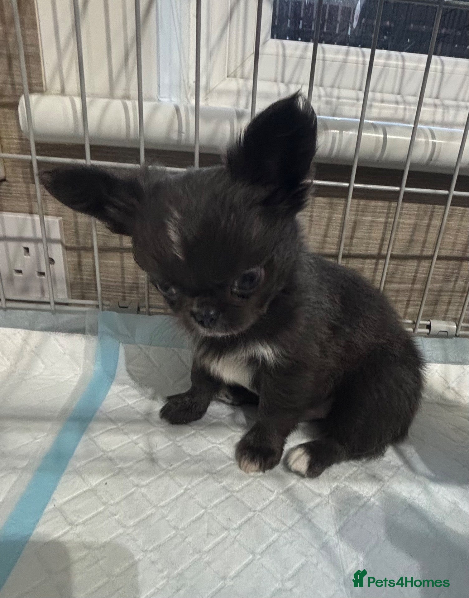 Chihuahua dogs for sale: Long coat chihuahua  - Advert 6